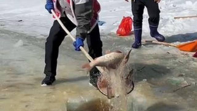 #户外捕鱼 #好多鱼