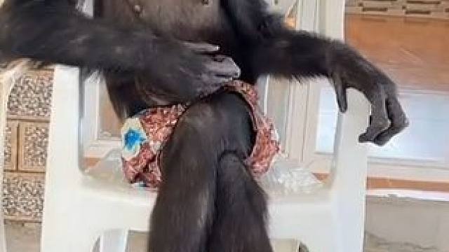 一位女士在优雅地享用下午茶 #国外视频分享 #宠物 #黑猩猩