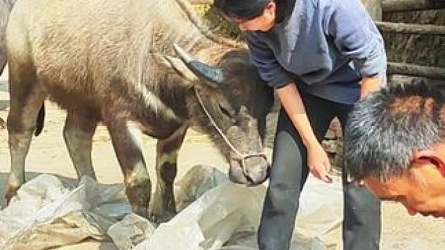 粘人的小牛仔#记录我的乡村生活 #放牛的生活 #三农