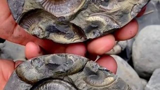 海边遍地都是古生物化石 #国外视频分享 #古生物 #古生物化石 #化石