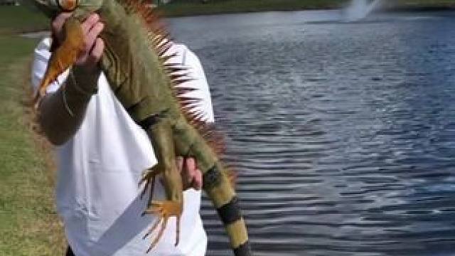 鬣蜥挑衅国外小伙被逮 #国外视频分享 #野生动物零距离 #鬣蜥