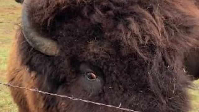 牛魔王 #国外视频分享 #奇妙的动物 #美洲野牛