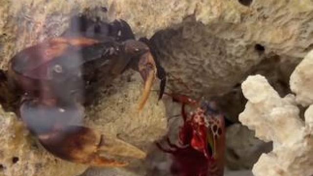 蟹将军vs螳螂虾。 #捕食瞬间 #神奇的螃蟹 #螳螂虾pk螃蟹 #难得一见