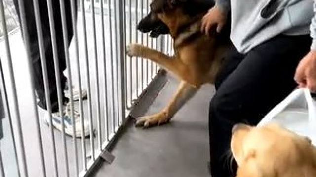 果然，无论是人是狗一上学都一个样子 #搞笑  #万万没想到   #娱乐评论大赏