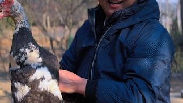 大哥开口说抓鸭子吃，那就炖锅全鸭吧，下酒真爽啊！ #新农人计划2024 #农村美食 #记录真实生活 