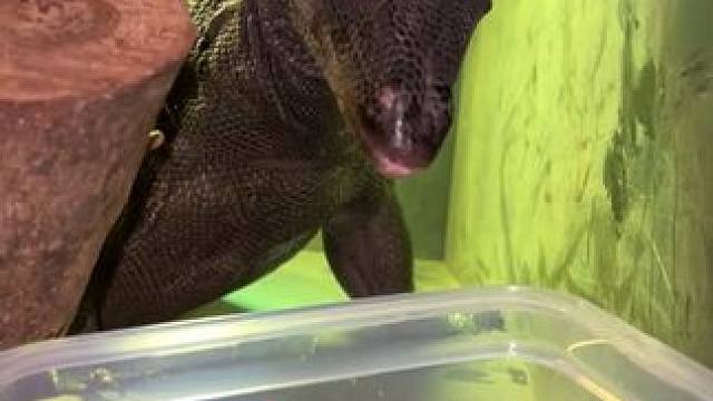 宠物巨蜥吃牛肉大餐 #国外视频分享 #奇妙的动物 #宠物