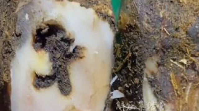 牛蹄肿胀的原因竟然是被大孔穿透了#解压 #修牛蹄