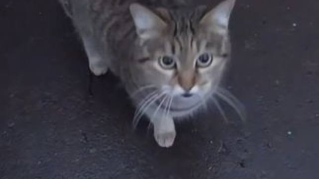 流浪猫为了给妻子找食物，主动靠近人类