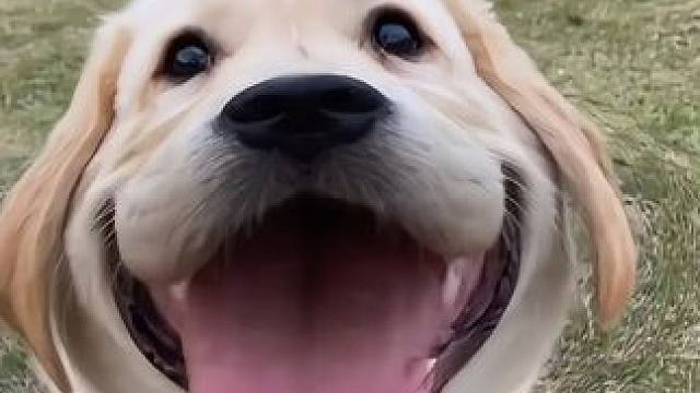 无毛猫和有毛猫的孩子，居然一半有毛一半没毛