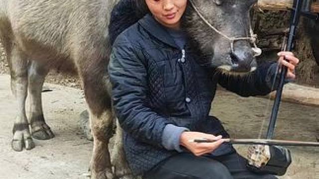 悄悄拿我爷爷的二胡给牛牛拉一段，牛仔老是嫌弃#记录我的乡村生活 #田园生活 #放牛的生活