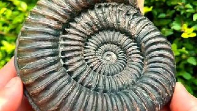 遍地都是来自于侏罗纪时期的古生物化石 #国外视频分享 #古生物化石 