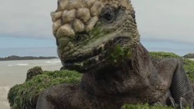 哥斯拉的原型海鬣蜥在荒岛上已经进化成这个样子了 #国外视频分享 #野