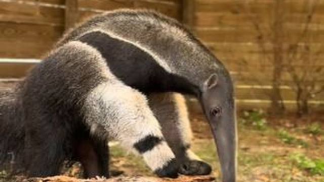 大食蚁兽玩玩具 #国外视频分享 #奇妙的动物世界 #野生动物零距离