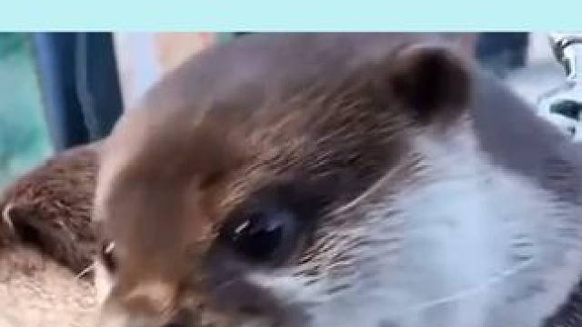 猴哥你在干什么猴哥！ #深度 #孙悟空 #芭蕾舞