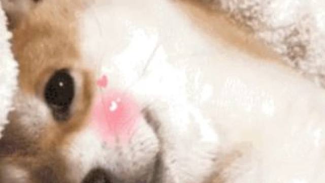 求教程，我也想住#狗狗 #宠物 #搞笑 #抽象