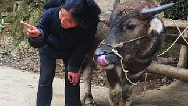 逗牛啦#记录我的乡村生活 #田园生活 #放牛的生活