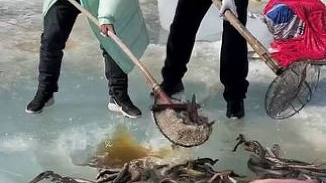 #户外捕鱼 #好多鱼