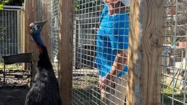 杀人鸟鹤驼 #国外视频分享 #野生动物零距离 #鹤驼