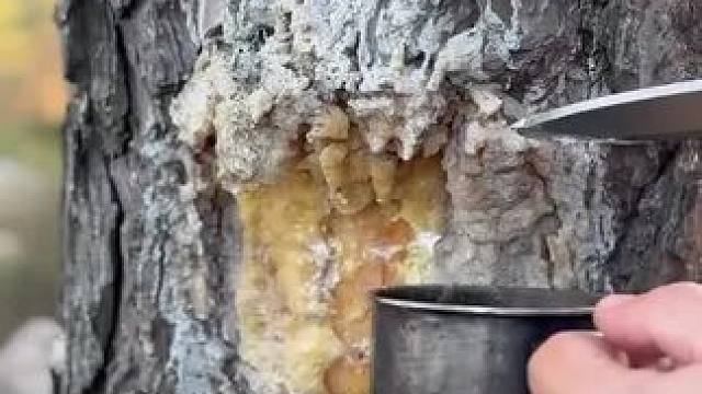 天然材料做出来的引火棒 #露营报告 #露营技巧报告