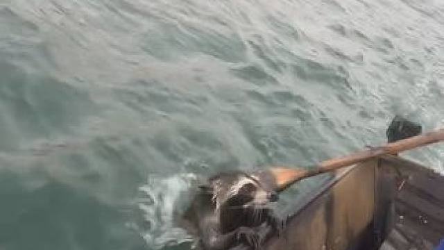 这是什么#钓鱼人的2024年度回忆 #在冬日阳光下钓个鱼吧 #神奇动物在