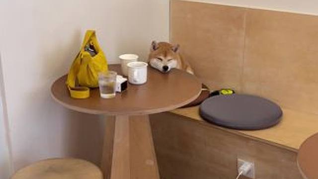 乖乖小狗 等投喂#萌宠出道计划 #柴犬日常 #萌宠vlog