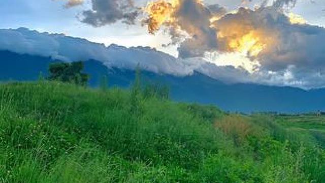 轻轻一摔就爆炸，和拇指一样大小的巴拉那松子，你吃过吗？#巴拉那松子 #巴拉那松