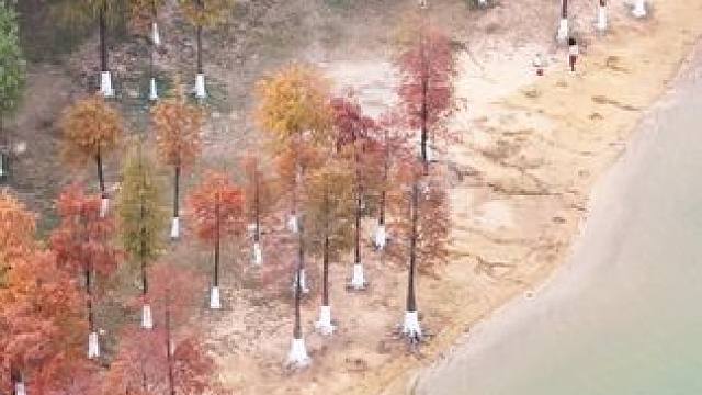 松山湖落羽杉已经很浪漫啦！我想带你去看！无滤镜实拍！导航黄花风铃木林#户外 #落羽杉 #风景如画的地