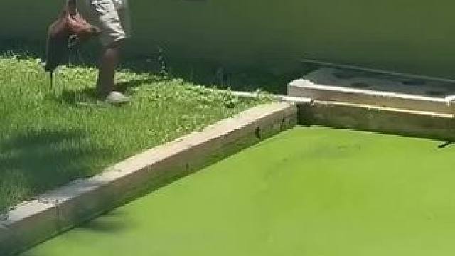 喂个鱼#鳄鱼养殖场 #好大一条鱼 #非专业人士请勿模仿