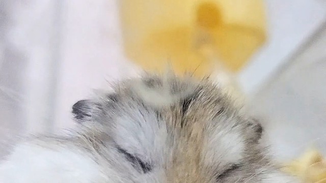 是“睡佛”还是“弥勒佛”？