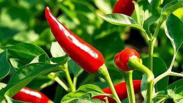 有没有那么一刻你突然很喜欢这样的宁静？#田园生活 #那些很有乡野气息的植物 #亦花亦果田野的田 #乡