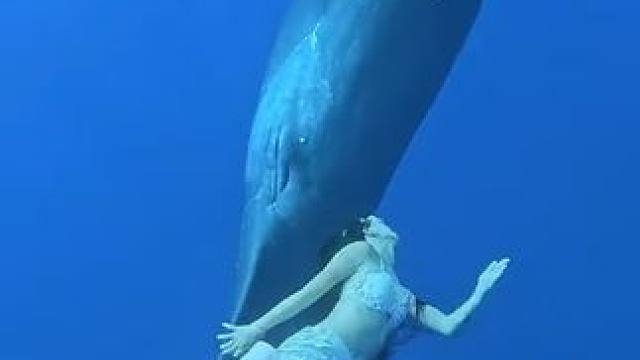 美人鱼与抹香鲸 #国外视频分享 #海洋生物 #美人鱼