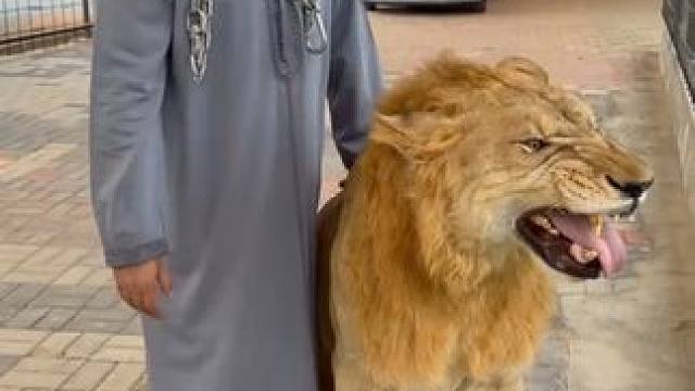 阿拉伯土豪的宠物狮子 #国外视频分享 #奇妙的动物 #宠物