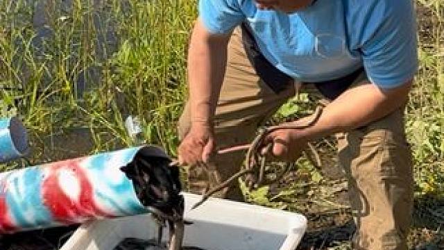 #户外捕鱼 #好多鱼