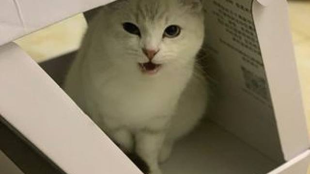 哈哈哈(〃'▽'〃)好可爱诶