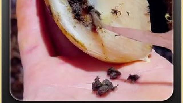 修牛蹄就像开盲盒，你经常能在里面开出不一样的惊喜#修蹄 #解压 #助眠 #强迫症 #极度舒适