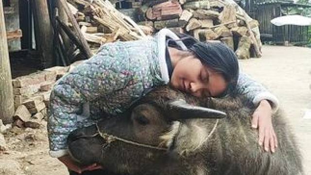 今天终于出太阳了，带牛牛出来晒晒#记录我的乡村生活 #放牛的生活 #田园生活