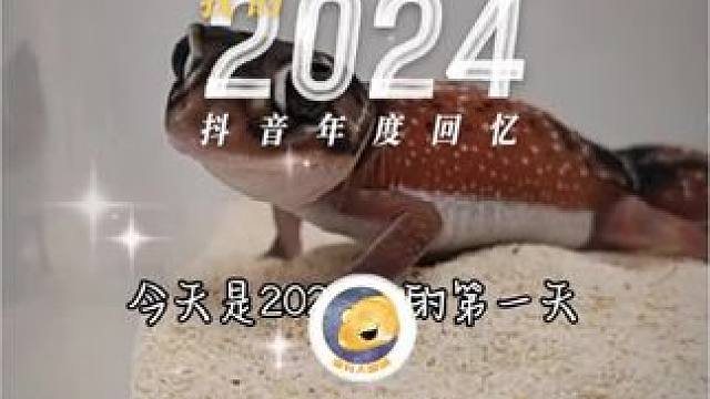 #2024年度回忆 #饲养员昕姐 #瘤尾守宫 原来2024