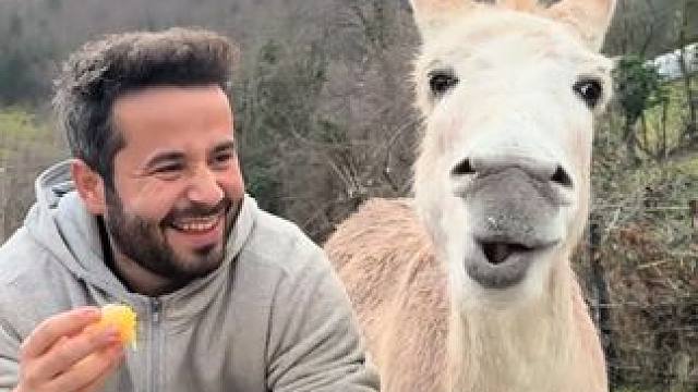 宠物毛驴补充维C #国外视频分享 #奇妙的动物 #宠物