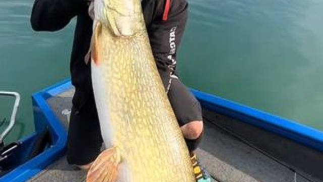 收获一条大狗鱼 #国外视频分享 #好大一条鱼 #钓鱼的乐趣只有钓鱼人