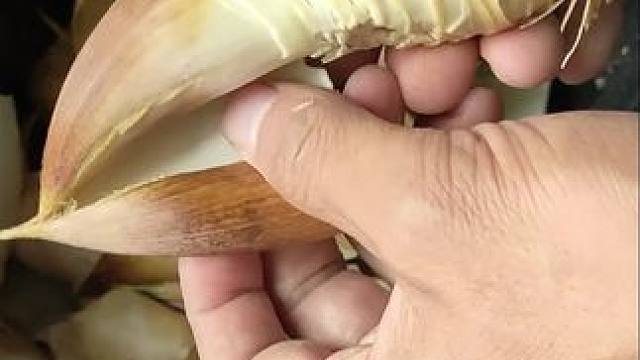 #带老祖宗去开荒 #冬笋#冬笋新鲜现挖 #挖笋的乐趣只有体验过才懂 #野生竹笋是纯天然的哦 #挖冬笋