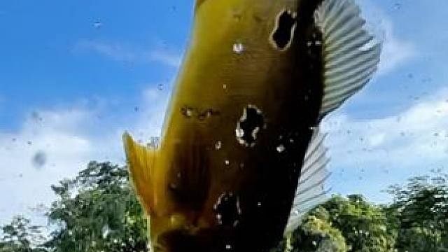 #冬天总要出门钓一次鱼吧 #这鱼哪个钓友看了不羡慕 #钓鱼人的2024年