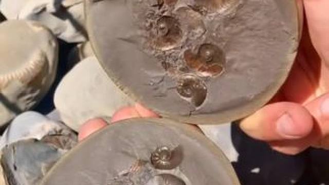 遍地都是古生物化石 #远古生物 #古生物化石 #新年快乐