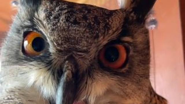 宠物雕鸮啄人 #国外视频分享 #奇妙的动物 #宠物