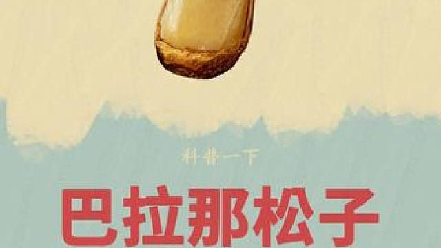 估计很少有人吃过这种甚比大拇哥的松子吧！#巴拉那松子 #云南特产 #松子 #三农