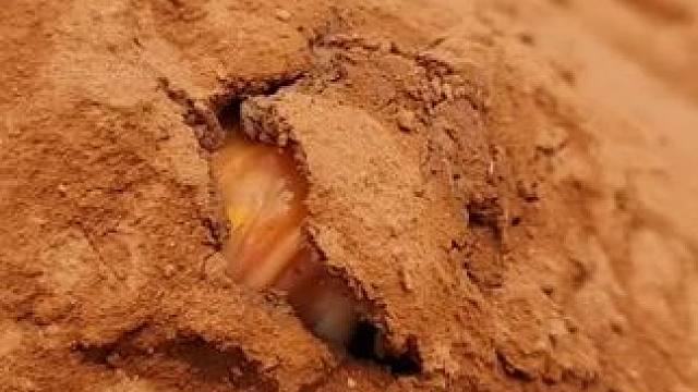 #逮鱼摸虾 #真实户外 #乡村生活记录 #户外抓鱼 #抓鱼