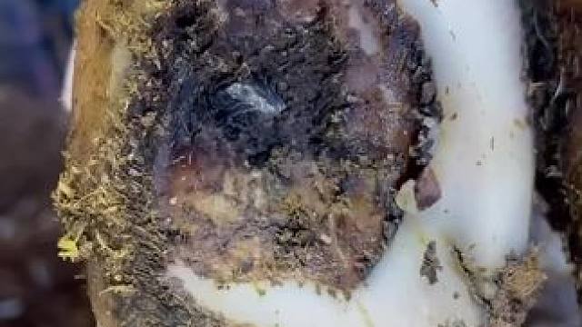 一块大石头卡进了牛蹄，问题不只是这一只 #解压 #修牛蹄