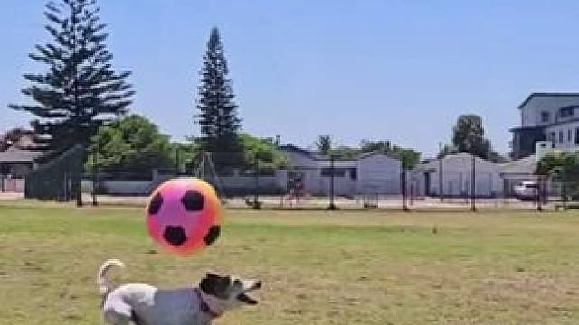 全网球技最好的狗子 #国外视频分享 #宠物 #狗狗成精了