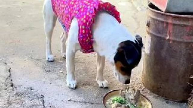 老妈熊我“半吊子不沾弦”还没上桌里 咋了呀又 #农村小土狗 #回家 #儿时的味道 #乡愁记忆 #农村