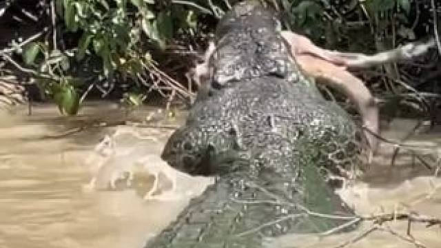 大鱼吃小鱼 #国外视频分享 #野生动物零距离 #鳄鱼