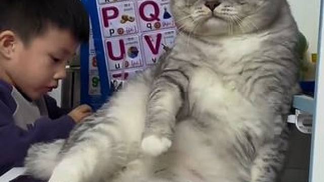 猫猫是个煤气罐 #猫猫 #猫猫的事情你少管 #猫猫就是小宝宝啊 #煤气罐宝宝 #煤气罐小猫咪天花板